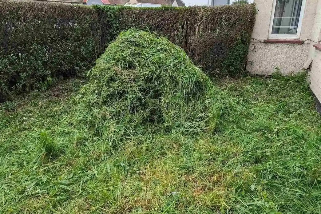 Vine Removal Service West London — Vines and overgrowth removed from the front yard of the house.